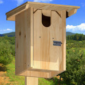 American Kestrel nestbox