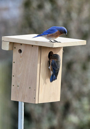 Xbox with Bluebird photo by David Kinneer